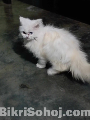 Persian Cat